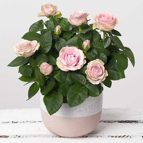 Fresh flower gift collection